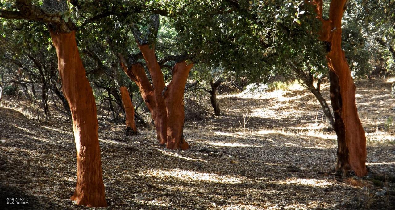 Vina Concepcion Βίλα Andújar Εξωτερικό φωτογραφία