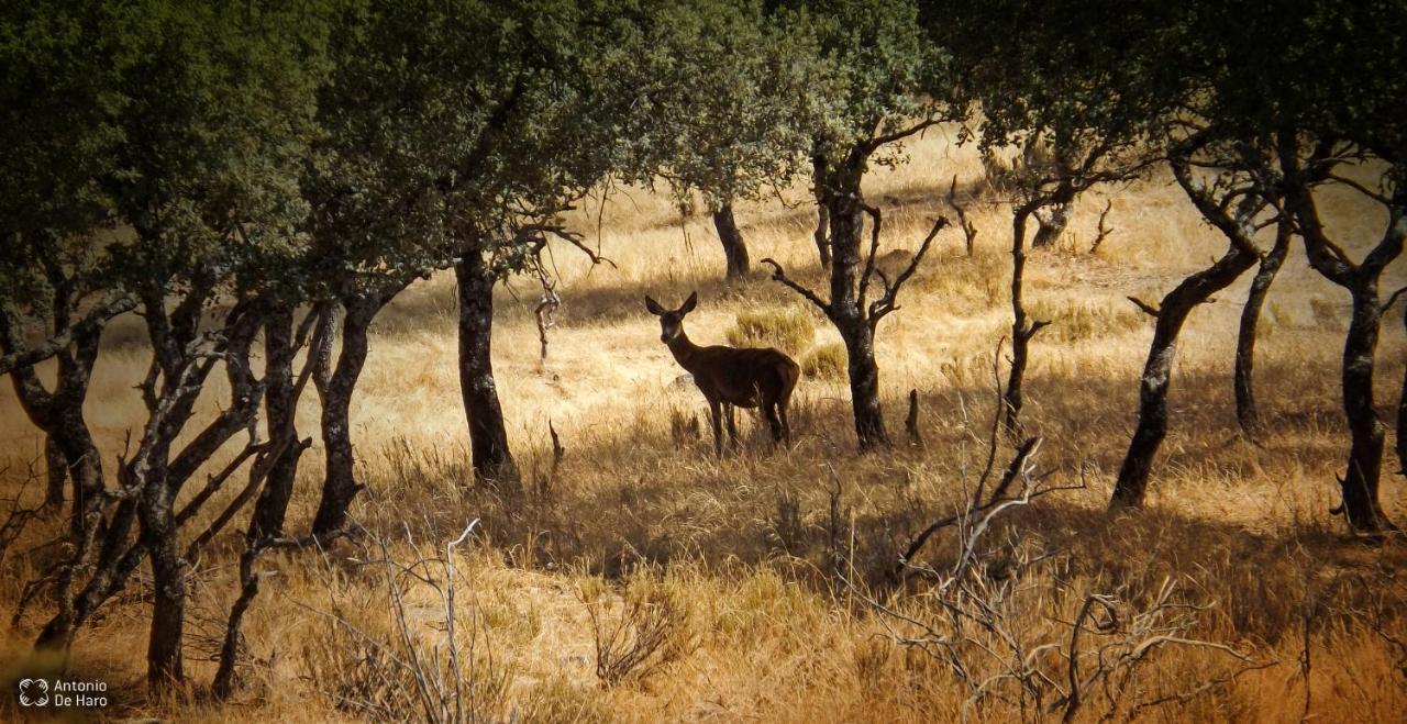 Vina Concepcion Βίλα Andújar Εξωτερικό φωτογραφία